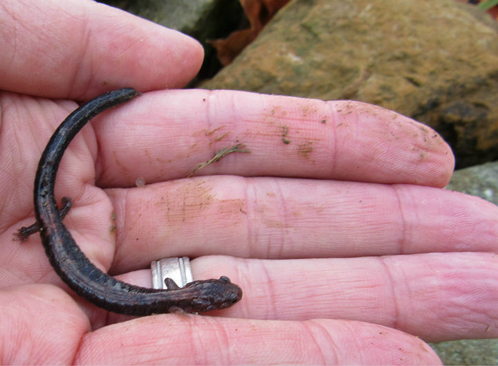 Redback Salamander